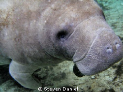Manatee swimming in Crystal River near Three Sister Springs by Steven Daniel 